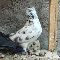 ماده چلچله کاکلی و نر فولادی