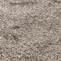 جو روس  درجه یک  و ذرت روس