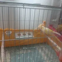 یک جفت قناری جوان