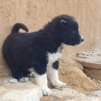 معاوضه با توله سرابی
