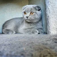 گربه|گربه|بجنورد, |دیوار