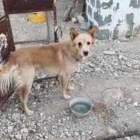 سگ نر زیبا و بازیگوش با دو میلیون