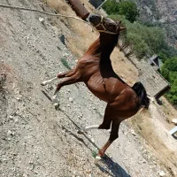 کره اسب اینده دار