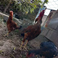 مرغ خروس لاری|حیوانات مزرعه|باخزر, |دیوار