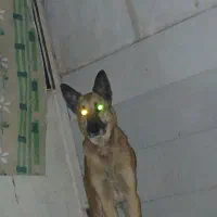 سگ سگ