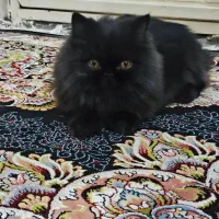 گربه سیاه پرشین