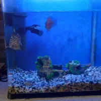 آکواریوم