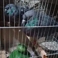 یه جفت سیاهی آخرت پرش