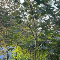 نهال چنار|خدمات باغبانی و درختکاری|کردکوی, |دیوار