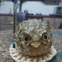 ماهی بادکنکی خشک