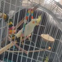 عروس هلندی|پرنده|فردوسیه, |دیوار