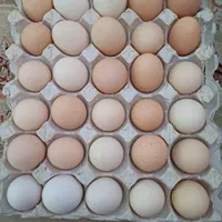 تخم مرغ|خوردنی و آشامیدنی|قزوین, |دیوار