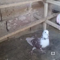 کبوترپرشی|پرنده|تهران, افسریه شمالی|دیوار