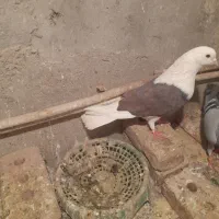 کبوتر دوکت نر  پرشی