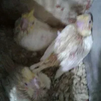 جوجه سرلاکی جفت گرینچیک نره وماده