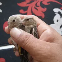 سره شاه تخم