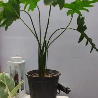 برگ انجیری ۶تابرگ