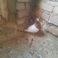 کفتر|پرنده|زنجان, |دیوار
