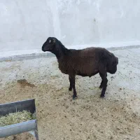 سلام بره نر100راس