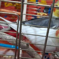 عروس هلندی|پرنده|شوشتر, |دیوار