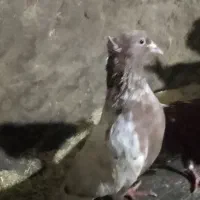 کبوتر کله یی ‌|پرنده|سراجو, |دیوار