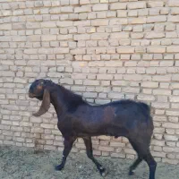 چپش|حیوانات مزرعه|اردکان, |دیوار