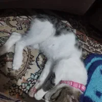 گربه|گربه|کرمان, |دیوار