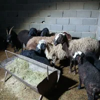 میش بره دار|حیوانات مزرعه|جوادآباد, |دیوار