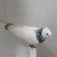 طوقی الماسی