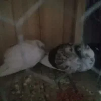 کبوتر رایگان