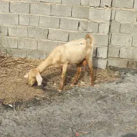 گله گوسفند فروشی