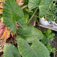 نخل ماداگاسکار موجوده