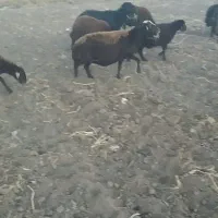 گوسفند گوشتیس|حیوانات مزرعه|سراب, |دیوار