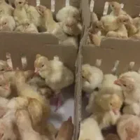 جوجه بوقلمون ۱ روزه