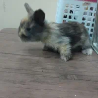 خرگوش لوپ|موش و خرگوش|سبزوار, پاسداران|دیوار