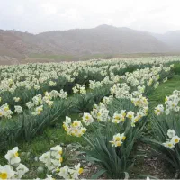 پیاز نرگس کیلویی 68 ت