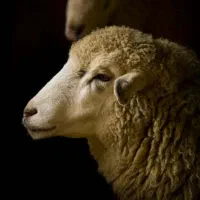 /// عرضه بره دام تحویل درمحل وحضوری شبانه‌روز زنده