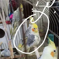 جفت عروس مولد