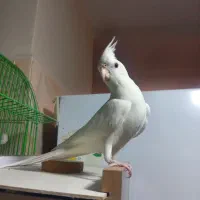 عروس هلندی اهلی آلبینو نر|پرنده|تبریز, |دیوار