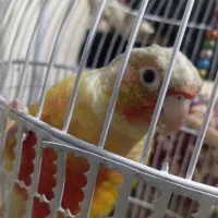 طوطی گرینچنک وکوتوله خوشگل