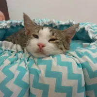 گربه|گربه|رشت, گلسار|دیوار