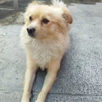 سگ پامر اشپیتز