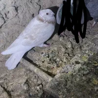 5 عدد کبوتر ساده