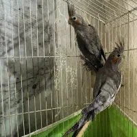 دو عدد عروس هلندی