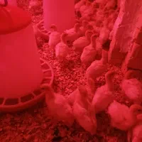 جوجه بوقلمون