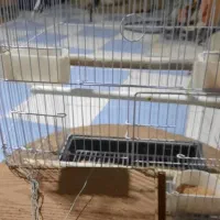 فروش یک جفت عروس هلندی سخنگو