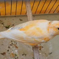 قناری مزایکی و پرتغالی