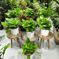 پتوس سبز سایز متوسط|گل و گیاه طبیعی|بندرعباس, |دیوار