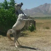 اسب|اسب و تجهیزات اسبسواری|لردگان, |دیوار