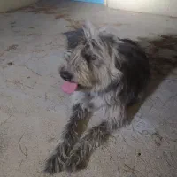 سگ پیدا شده مال هرکی هست بیادببره